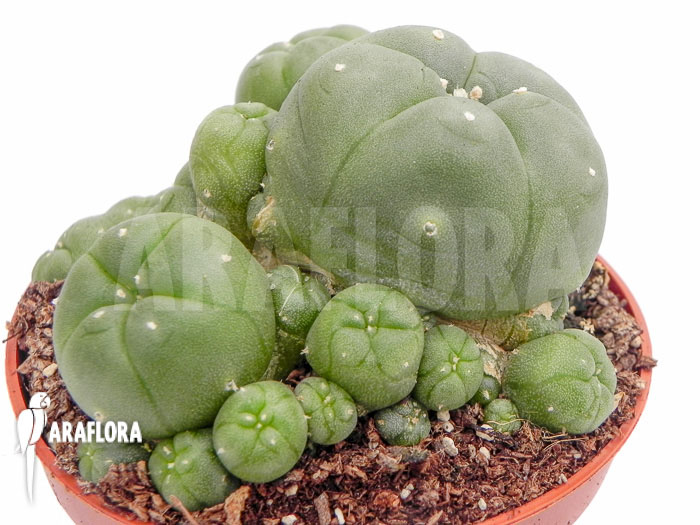 Lophophora williamsii ‚M‘