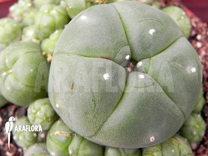 Lophophora williamsii ‚M‘