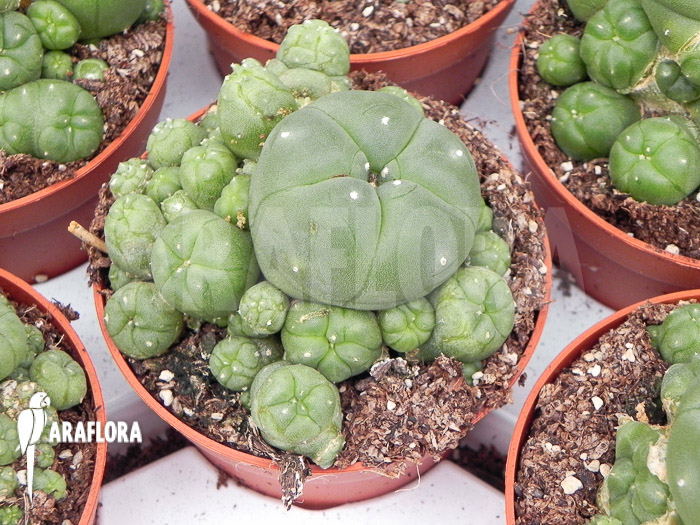 Lophophora williamsii ‚M‘