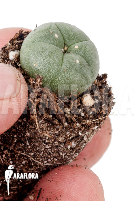 Lophophora williamsii ‚S‘