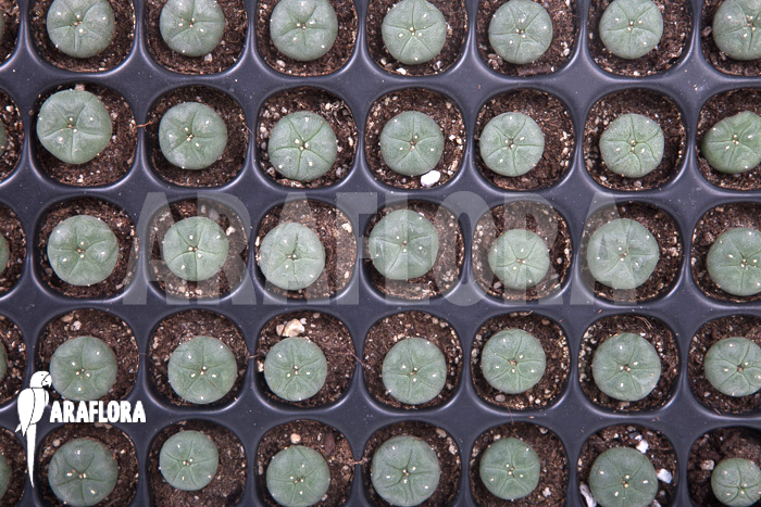 Lophophora williamsii ‚S‘