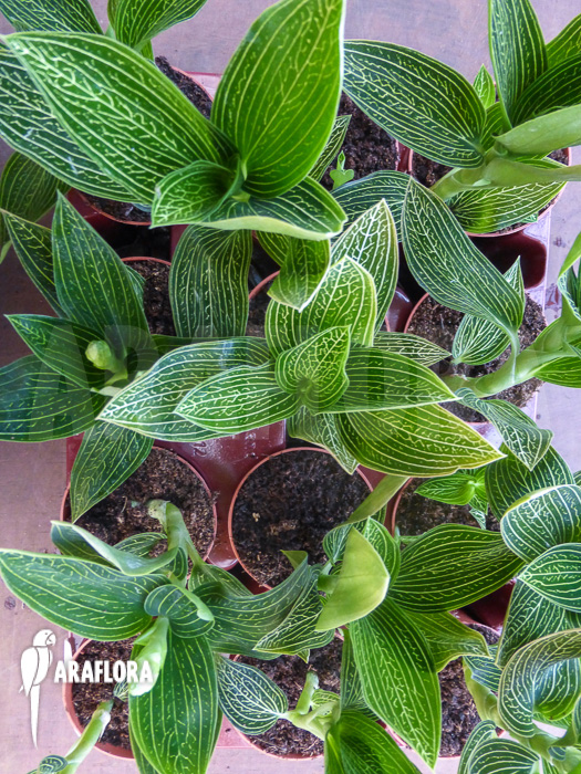 Ludisia discolor ‚Alba‘