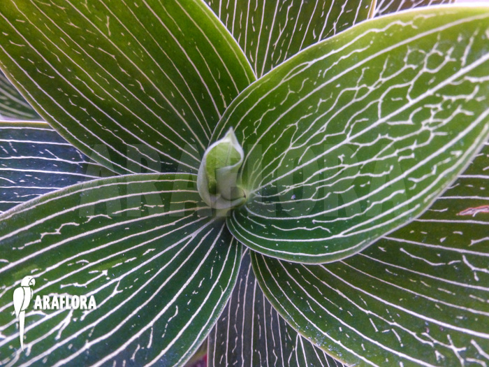 Ludisia discolor ‚Alba‘