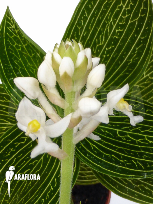 Ludisia discolor ‚Alba‘