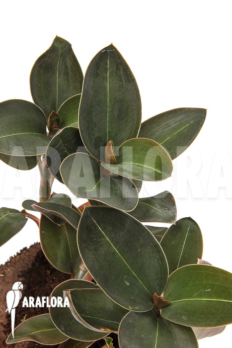 Ludisia discolor var Nigrescens