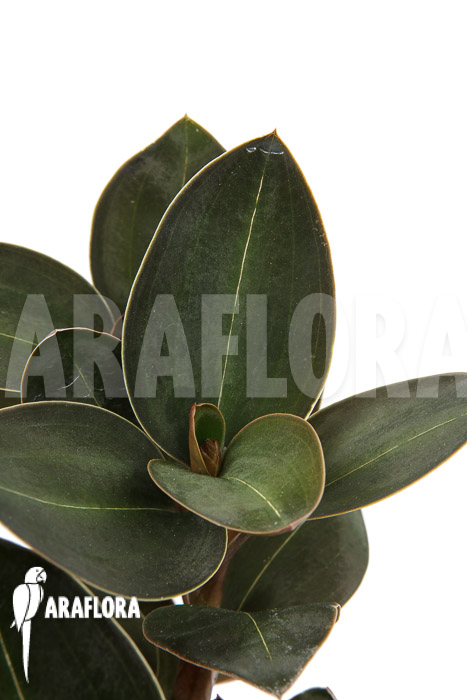 Ludisia discolor var Nigrescens