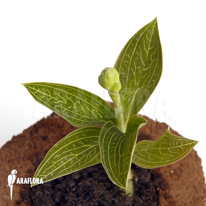 Ludisia discolor ‚Alba‘