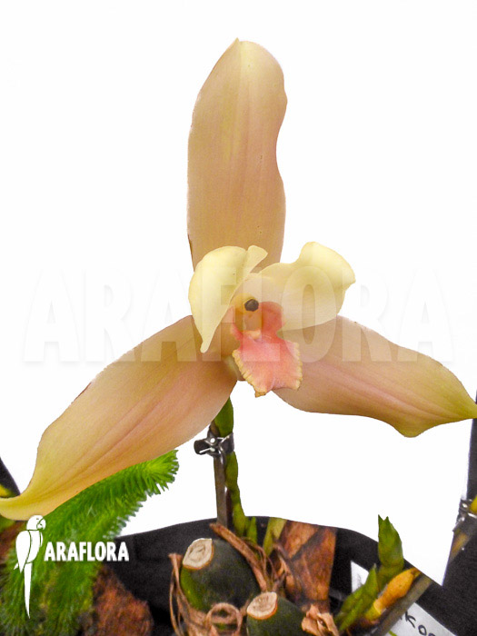Lycaste hybride