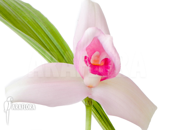 Lycaste skinneri ‚Violet‘