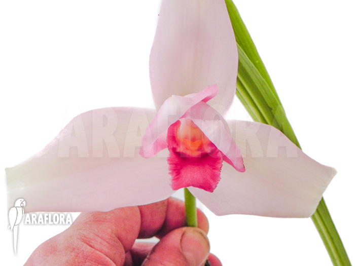 Lycaste skinneri ‚Violet‘