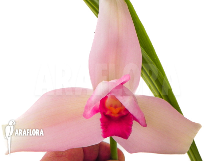 Lycaste skinneri ‚Violet‘