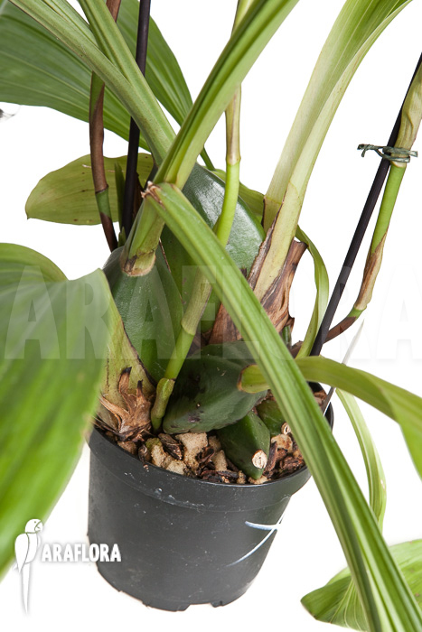 Lycaste skinneri ‚White‘