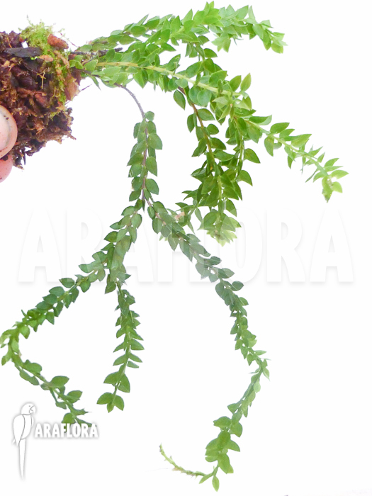 Huperzia ‚Lycopodium‘ hamiltonii