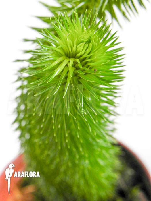 Huperzia ‚Lycopodium‘ squarrosum ‚Bali‘