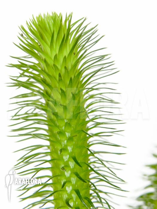 Huperzia ‚Lycopodium‘ squarrosum ‚Bali‘