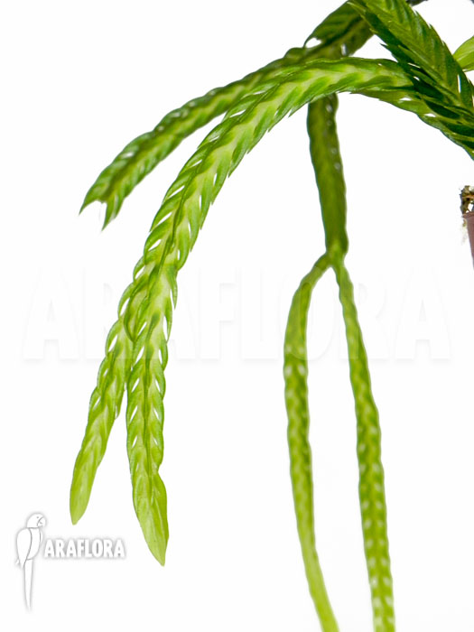 Lycopodium tetrasticha