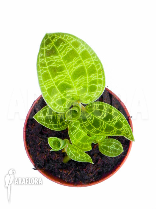 Macode petola ‚Starter‘