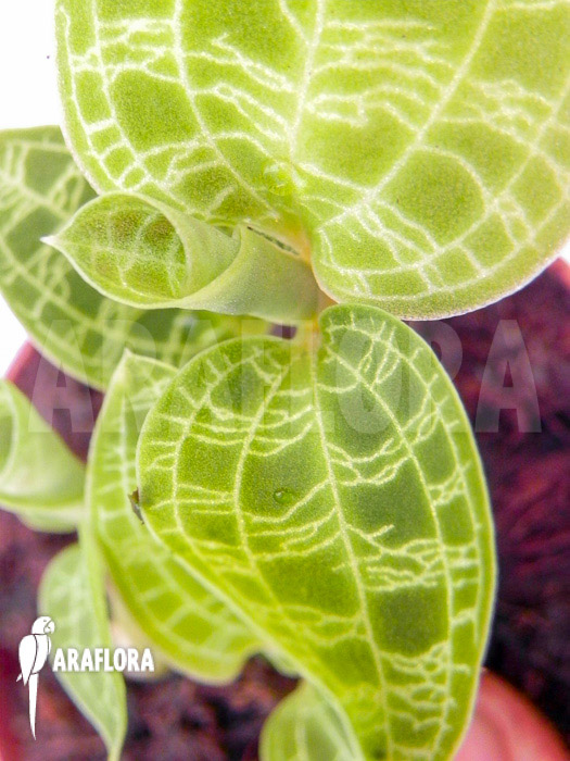 Macode petola ‚Starter‘