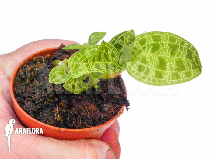 Macode petola ‚Starter‘