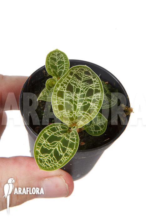 Macodes petola ‚S‘