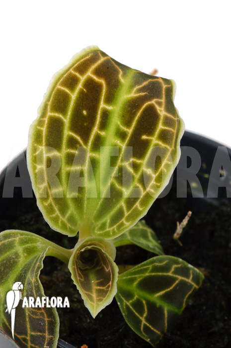 Macodes sanderiana ‚S‘