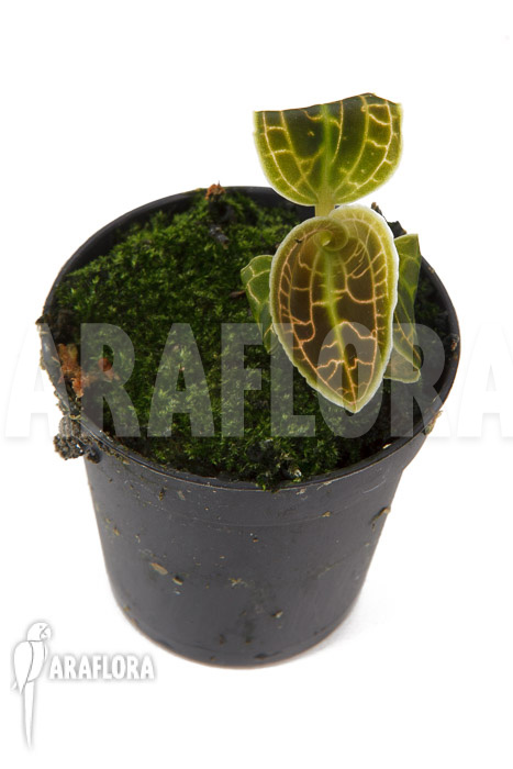 Macodes sanderiana ‚S‘