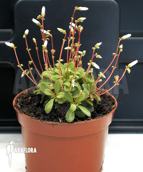 Macrocentrum droseroides