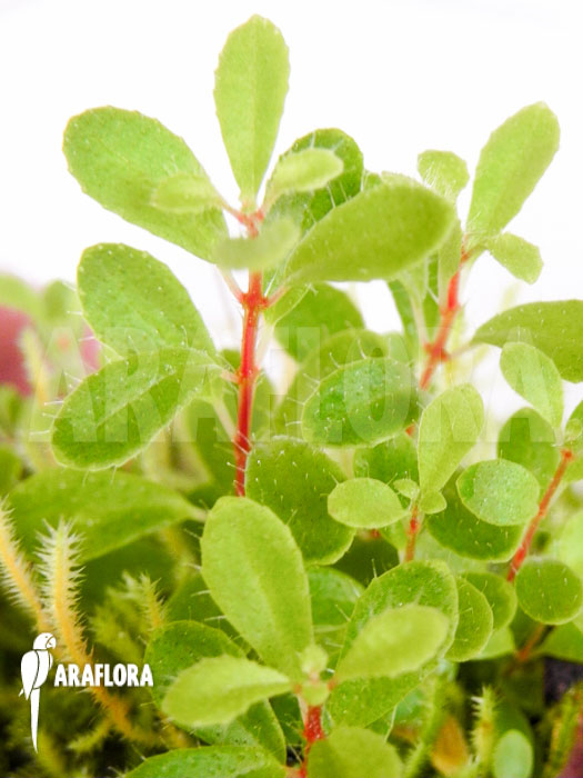 Macrocentrum droseroides detail