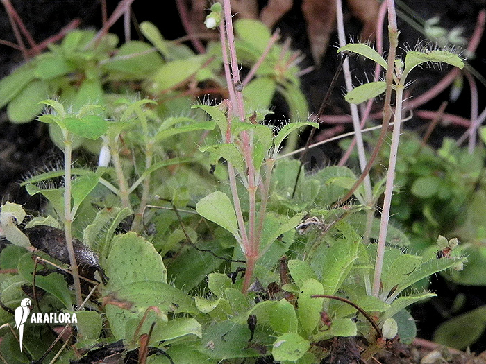 Macrocentrum droseroides