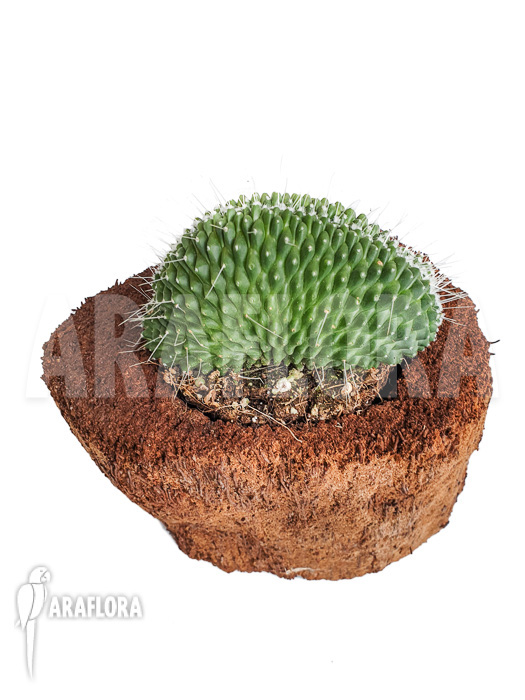 Mammillaria spinosissima ‚un pico cristata‘