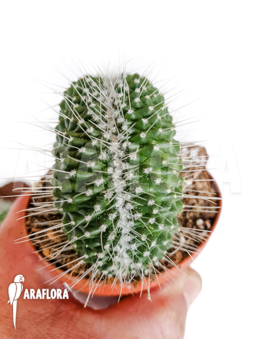 Mammillaria spinosissima ‚un pico cristata‘