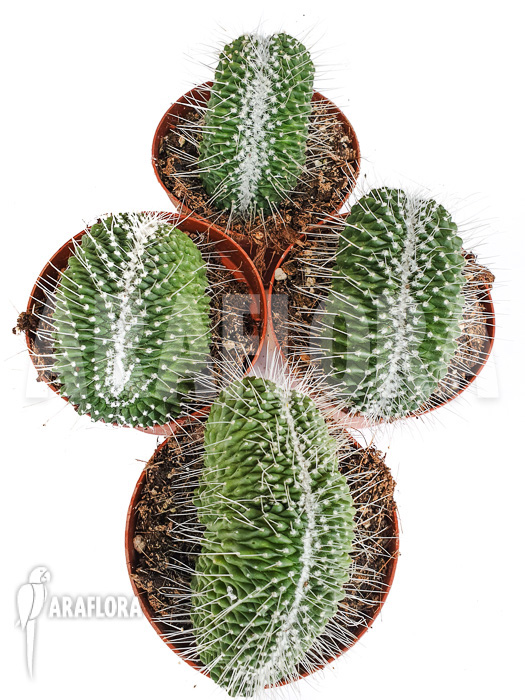 Mammillaria spinosissima ‚un pico cristata‘