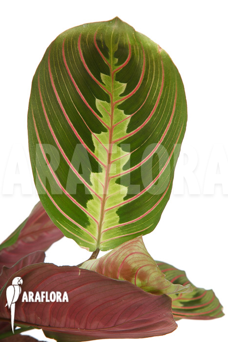 Maranta leuconeura var ‚Fascinator‘