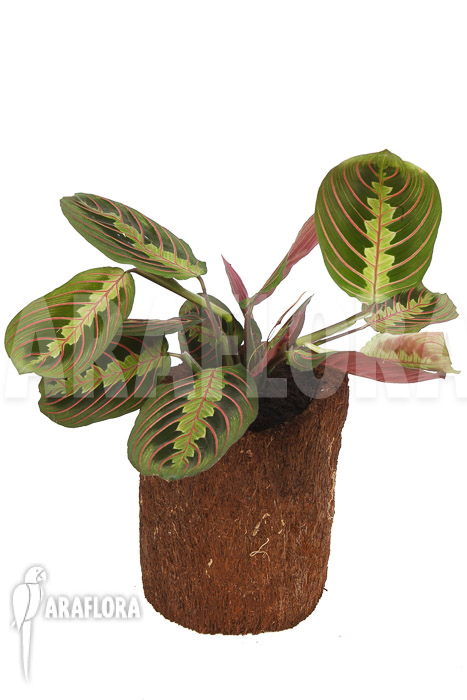 Maranta leuconeura var ‚Fascinator‘
