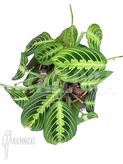 Marantha ‚Lemon lime‘