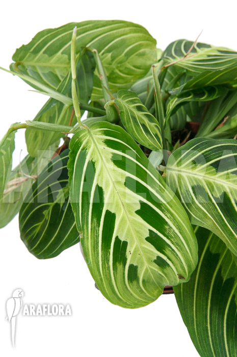 Marantha ‚Lemon lime‘