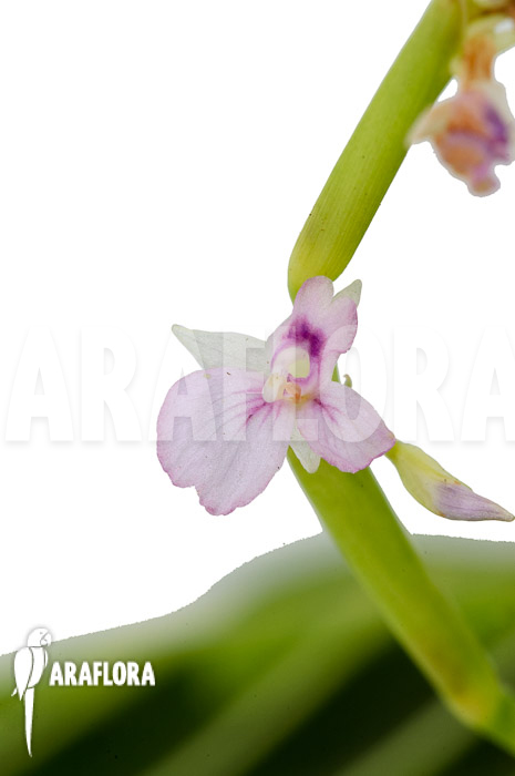 Marantha ‚Lemon lime‘