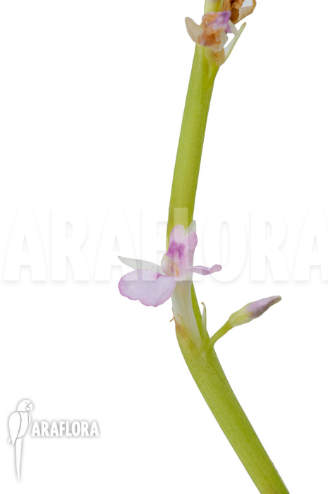 Marantha ‚Lemon lime‘