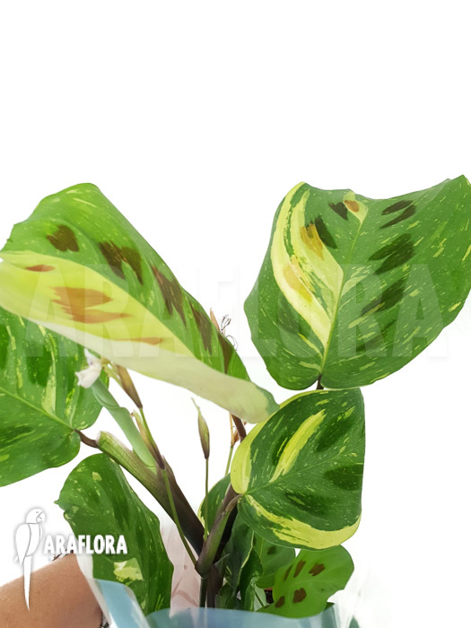 Marantha leuconeura kerchoveana variegata