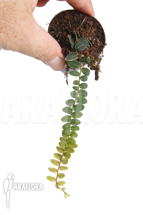 Marcgravia species ‚New Small‘