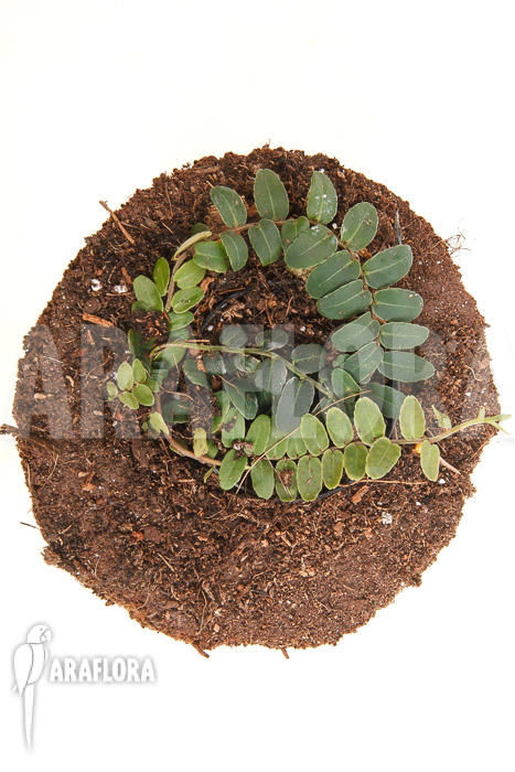 Marcgravia species ‚New Small‘