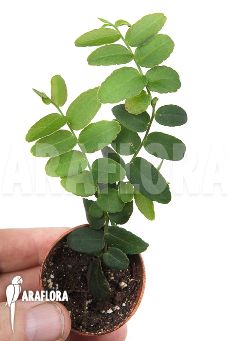 Marcgravia umbellata ‚Starter‘