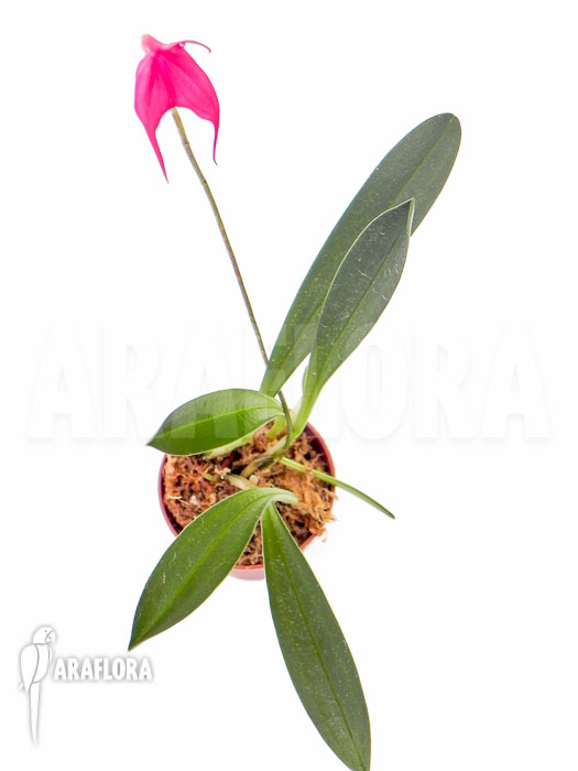 Masdevallia barlaeana
