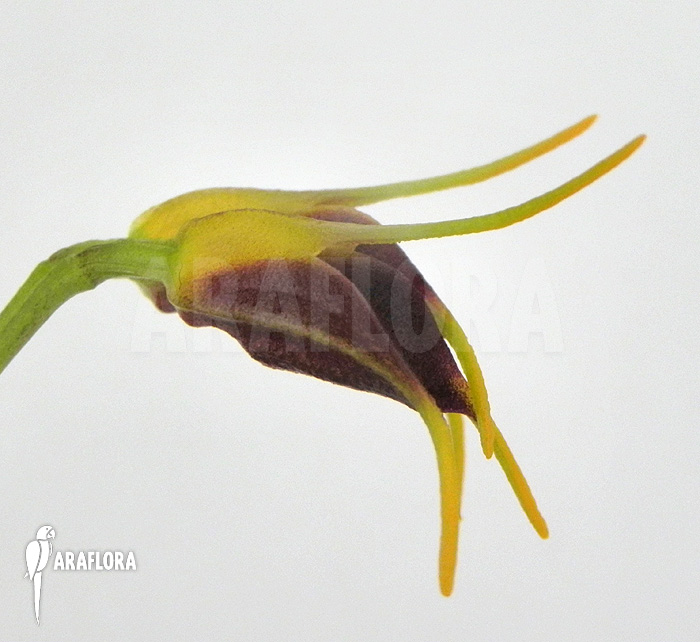 Masdevallia bicolor