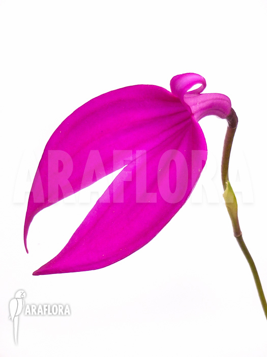Masdevallia coccinea pink