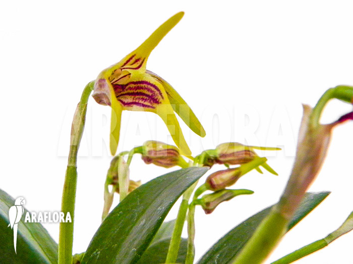 Masdevallia garciae