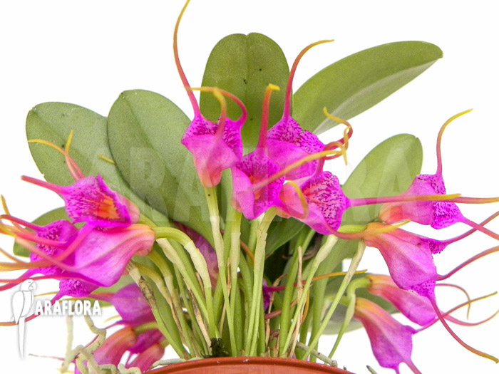 Masdevallia grandulosa