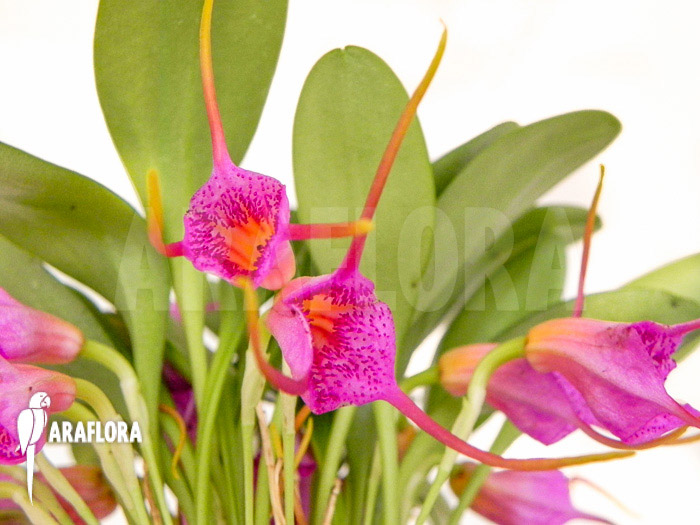 Masdevallia grandulosa