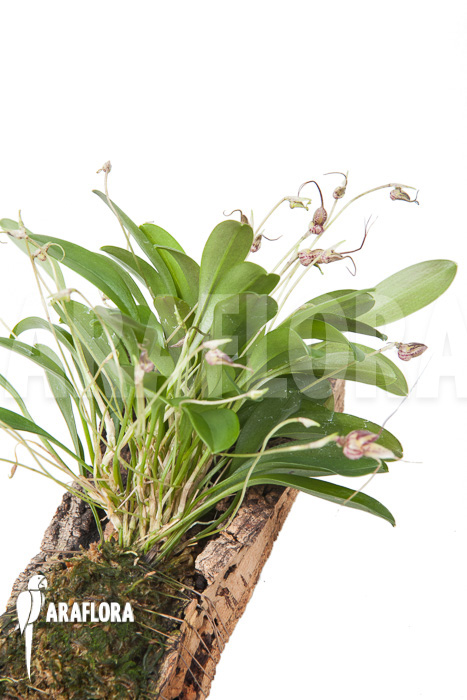 Masdevallia hybrid ‚mounted‘