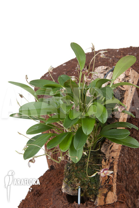 Masdevallia hybrid ‚mounted‘